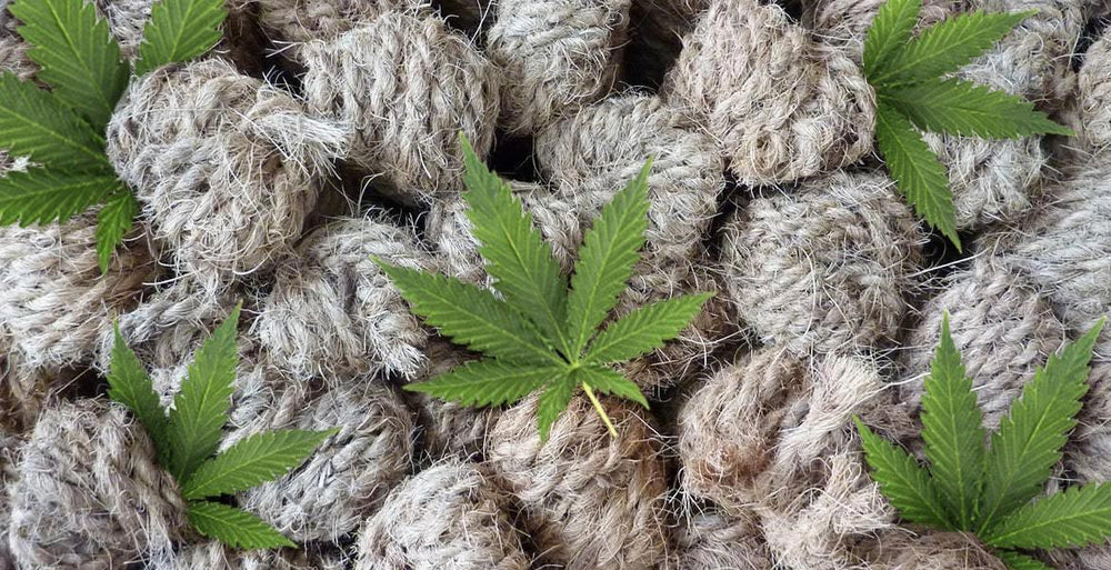 
                  
                    GANJA 🌱
                  
                